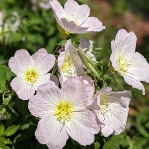 Meet your Posher, Ivy